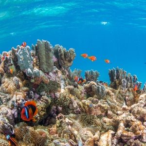 海中の珊瑚と魚