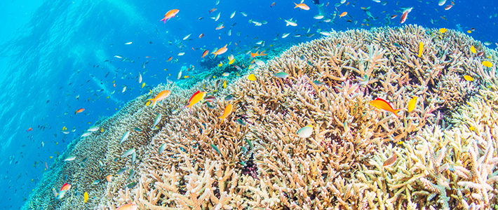 海中の珊瑚と魚