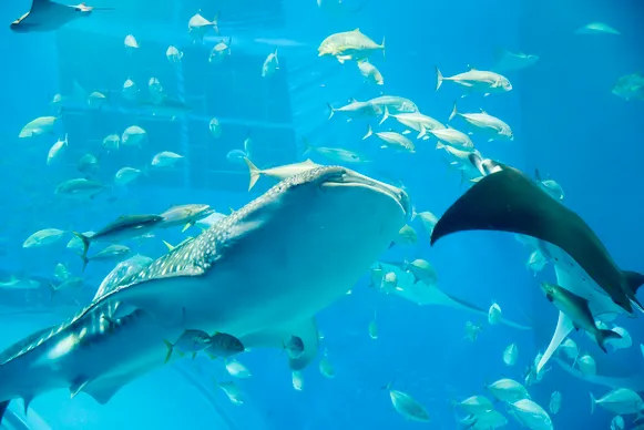 水族館