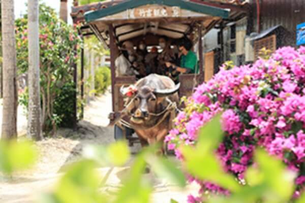 竹富島 観光コースイメージ画像